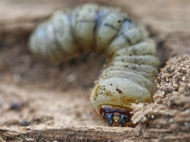 Capture d’écran 2023-05-16 à 18.04.13